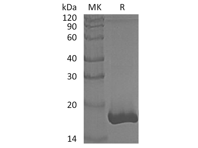 Валидация Elabscience PKSH032487(2955)