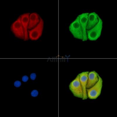 Валидация Affinity DF15480 - 11850