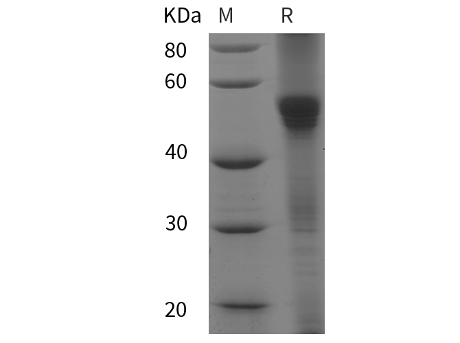Валидация Elabscience PDEH101062(448)