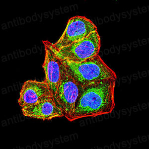 Валидация IF - AntibodySystem RHE23503