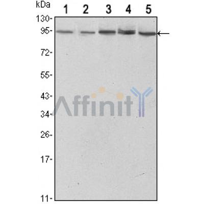 Валидация Affinity BF0354 - 5237