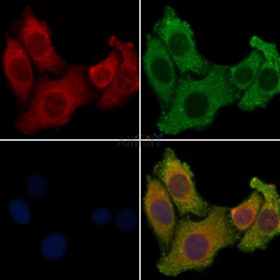 Валидация Affinity AF9017 - 4743