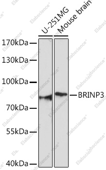 Вестерн-блоттинг, BRINP3, различные клеточные линии