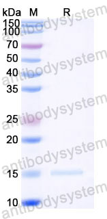 Валидация SDS-PAGE - AntibodySystem RZZ01810