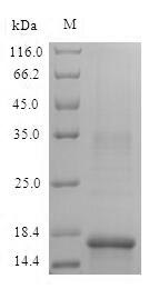 SDS-PAGE