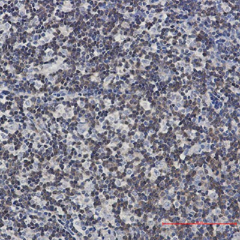 Валидация Elabscience E-AB-81551