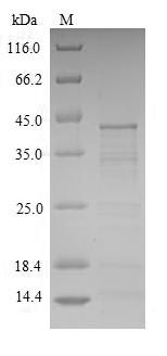 SDS-PAGE