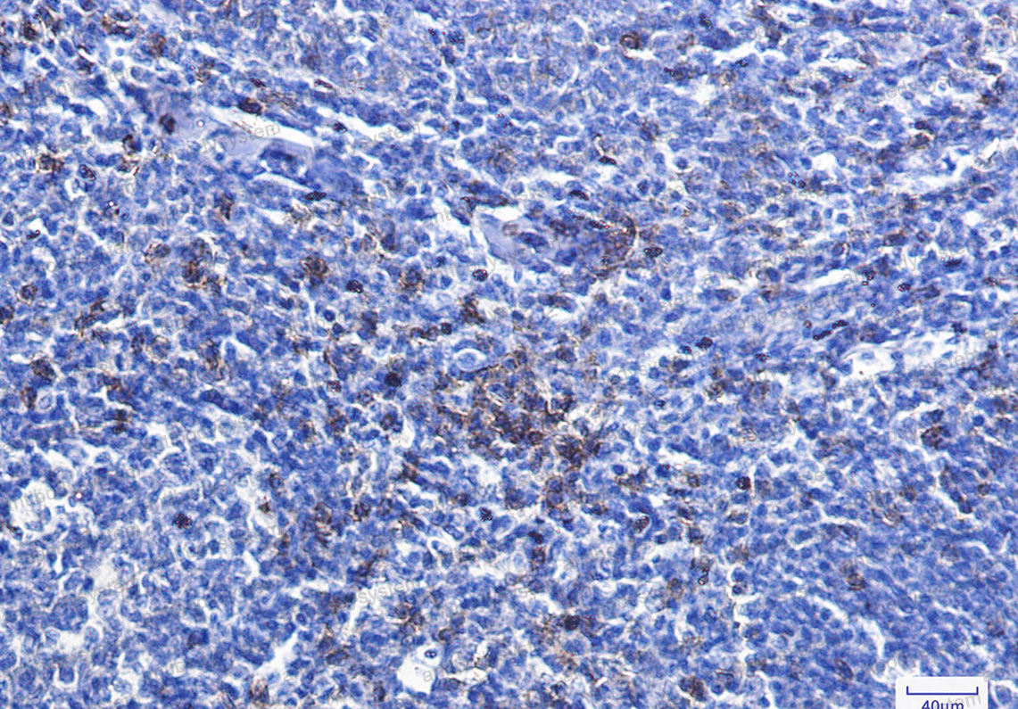 Валидация AntibodySystem RHB96001