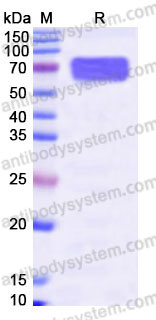 EHB67801, SDS-PAGE