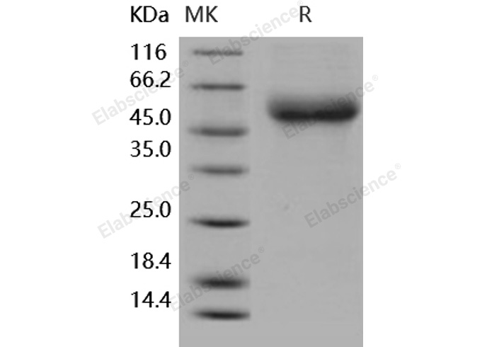 Валидация Elabscience PKSH031797(2430)