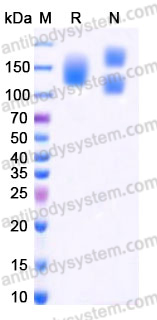 AHD69101, SDS-PAGE