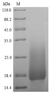 SDS-PAGE