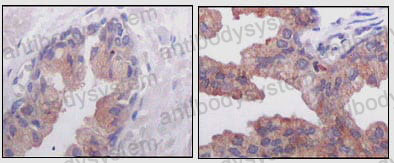 Валидация AntibodySystem RHJ99801 (3605)