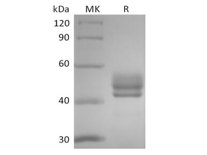Валидация Elabscience PKSH033951(4180)