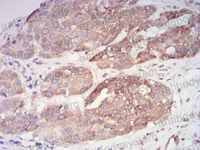 Валидация AntibodySystem RHJ80803 (3550)