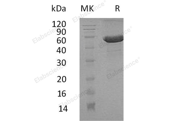 Валидация Elabscience PKSH032350(2840)