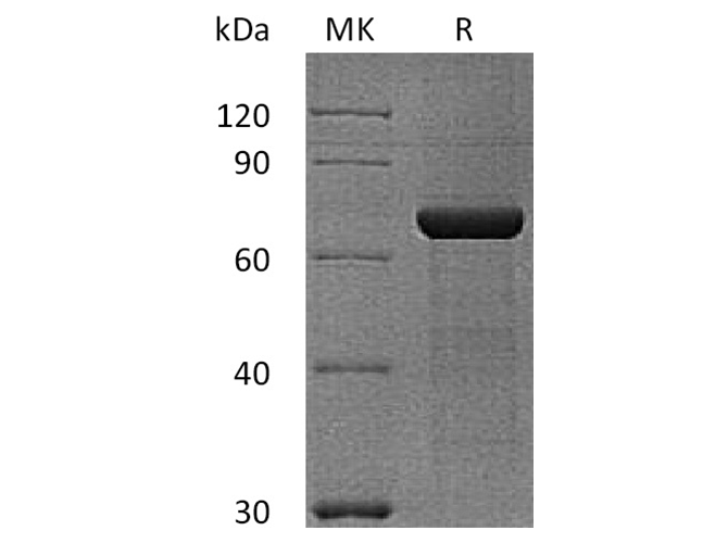 Валидация Elabscience PKSH033535(3835)