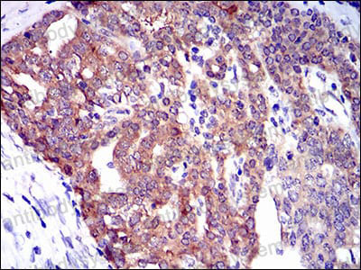 Валидация AntibodySystem RHG28901