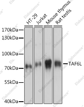 Вестерн-блоттинг, TAF6L, различные клеточные линии