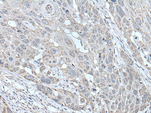 Валидация Elabscience E-AB-18261