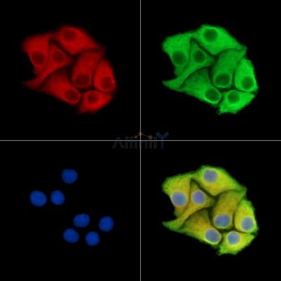 Валидация Affinity DF15316 - 11621