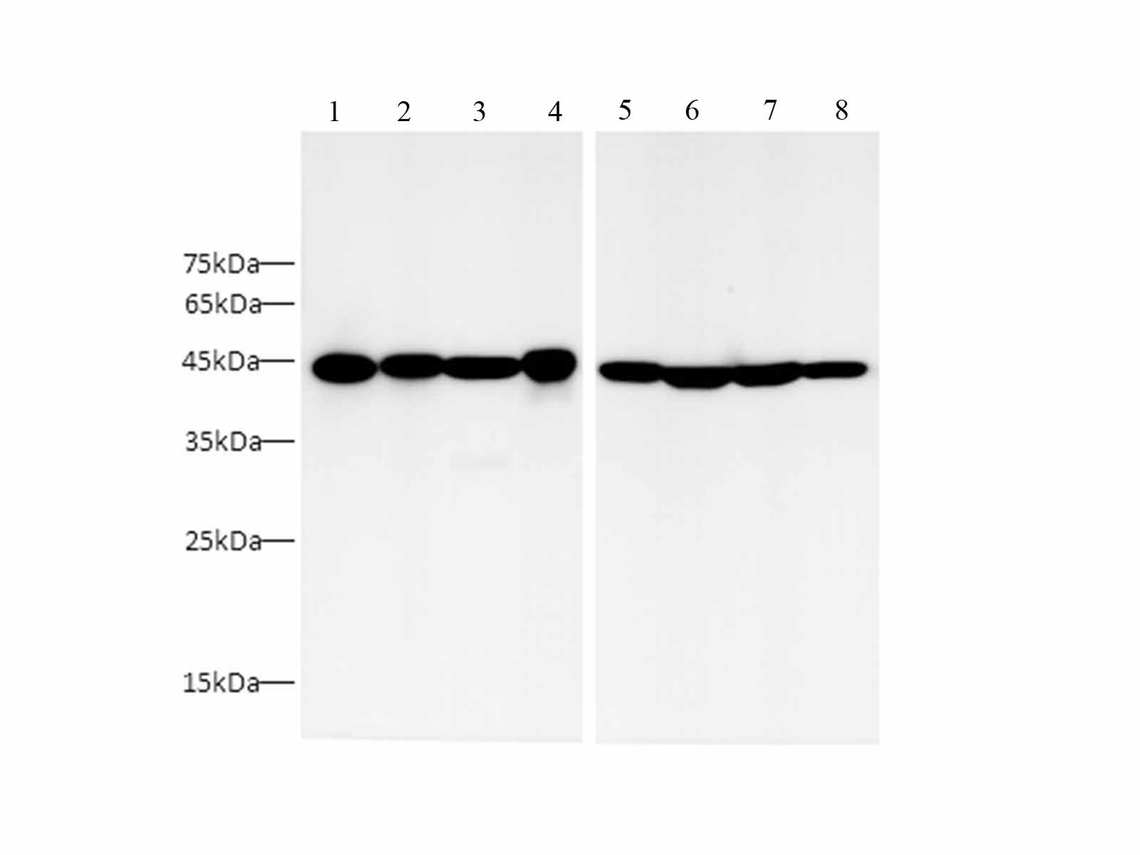 Валидация Elabscience AN00295HP