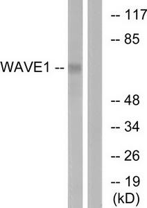 Валидация AssayVector ARM1787(2258)
