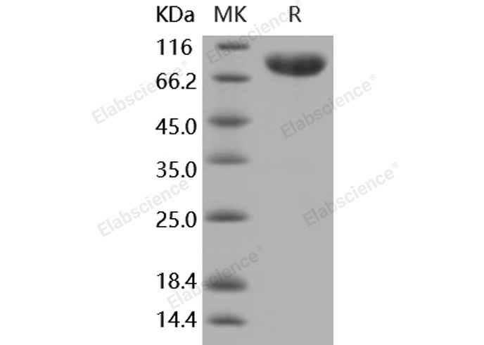Валидация Elabscience PKSM040907(4855)
