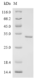 SDS-PAGE