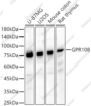 Вестерн-блоттинг, GPR108, различные лизаты