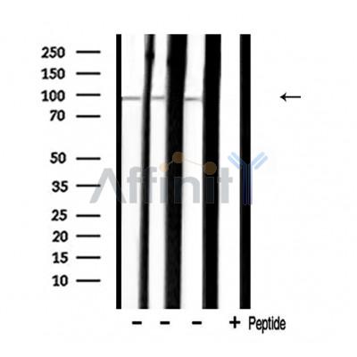 Валидация Affinity AF5120 - 2487