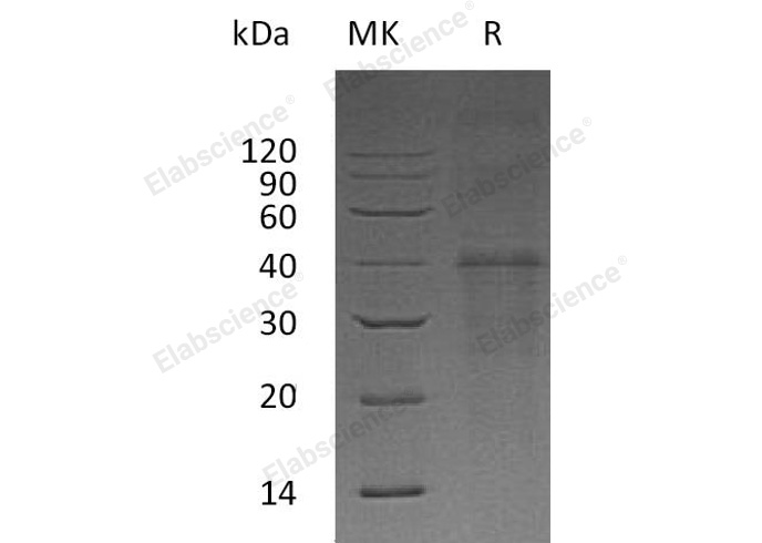 Валидация Elabscience PKSH032160(2687)
