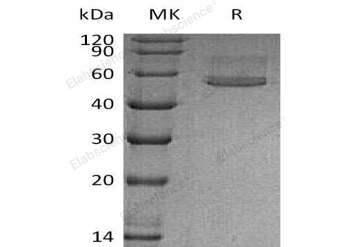 Валидация Elabscience PKSH032245(2754)