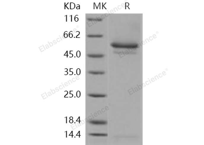 Валидация Elabscience PKSH031252(2003)