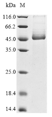 SDS-PAGE