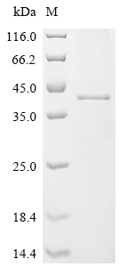 SDS-PAGE