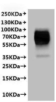 Mouse anti-6His monoclonal antibody