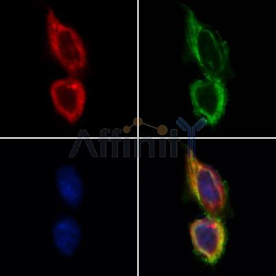 Валидация Affinity AF5101 - 2450