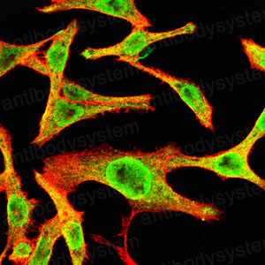 Валидация IF - AntibodySystem RHE46102 (864)