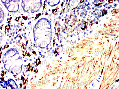 Валидация AntibodySystem RHJ16301