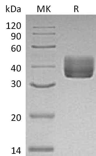 Валидация Elabscience PKSM041363(5257)