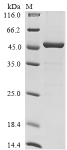 SDS-PAGE