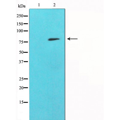 Валидация Affinity AF5008 - 2437