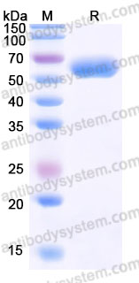 AHK13702, SDS-PAGE