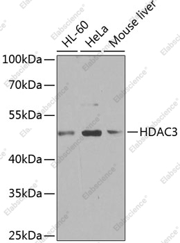 Вестерн-блоттинг, HDAC3, различные клеточные линии