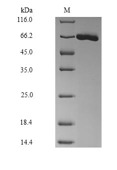SDS-PAGE