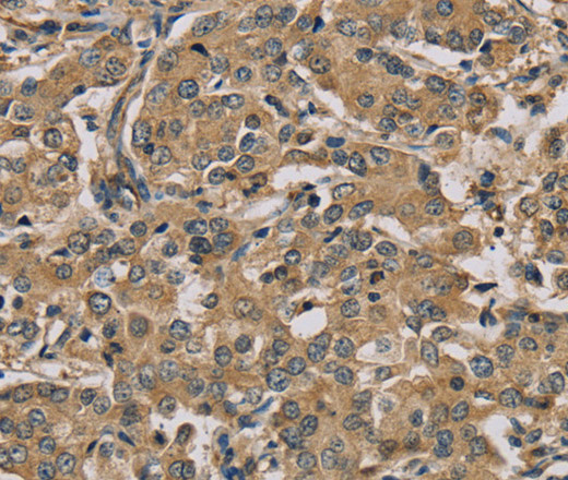 Валидация Elabscience E-AB-11415