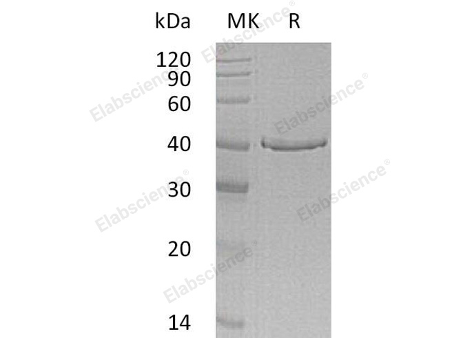 Валидация Elabscience PKSH030542(1451)