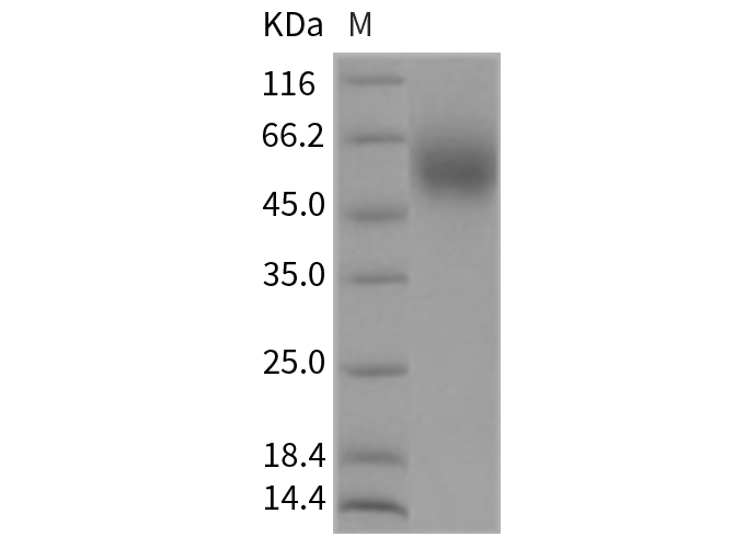 Валидация Elabscience PKSR030290(5636)