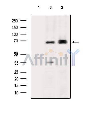 Валидация Affinity DF6901 - 18495